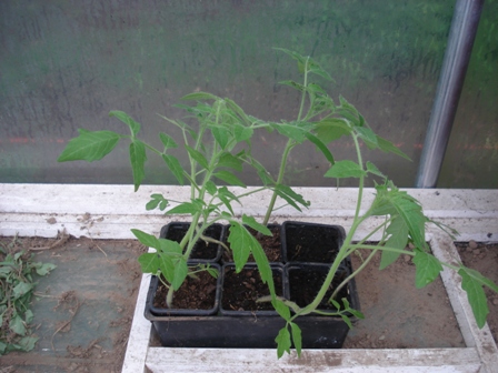 Plants de tomates
